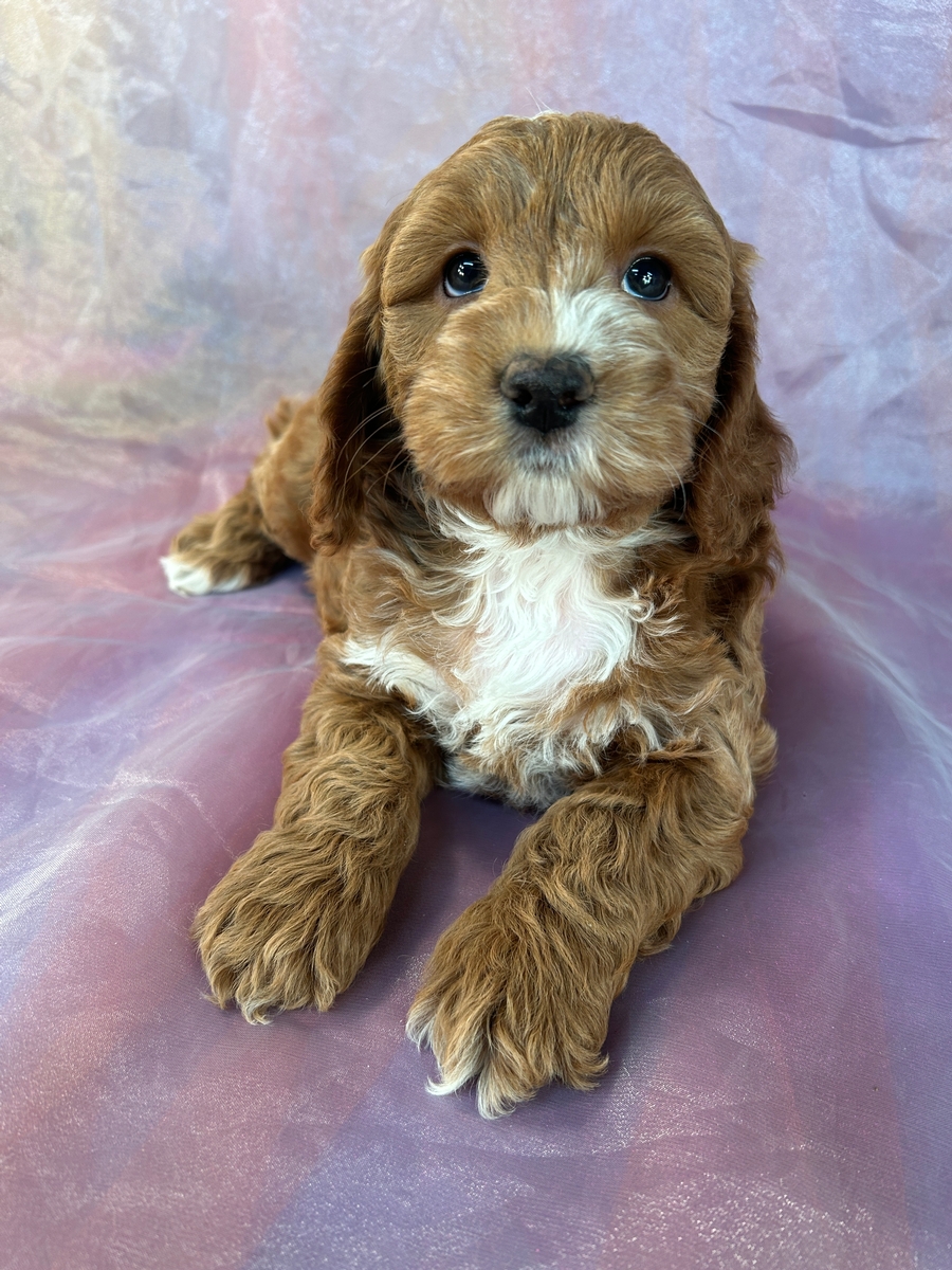 Female Cockapoo Puppy for Sale DOB 4-10-2023 $1200